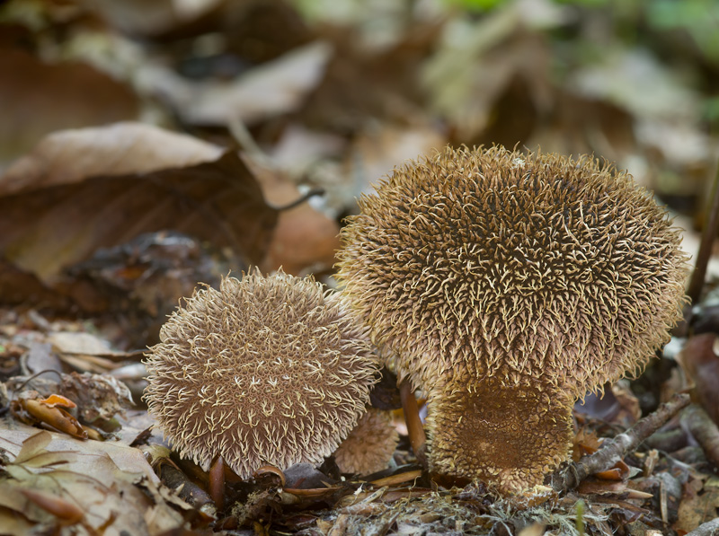 Lycoperdon echinatum